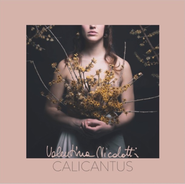 calicantus