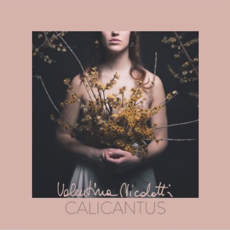 calicantus